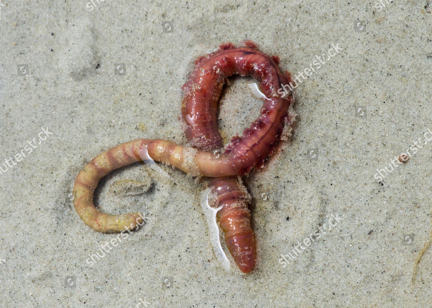 Lugworm Arenicola Marina Wattengebiet On North Editorial Stock Photo ...