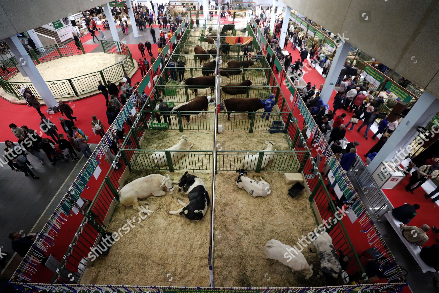 Bulls On Display Stand Exhibition Hall Editorial Stock Photo Stock Image Shutterstock