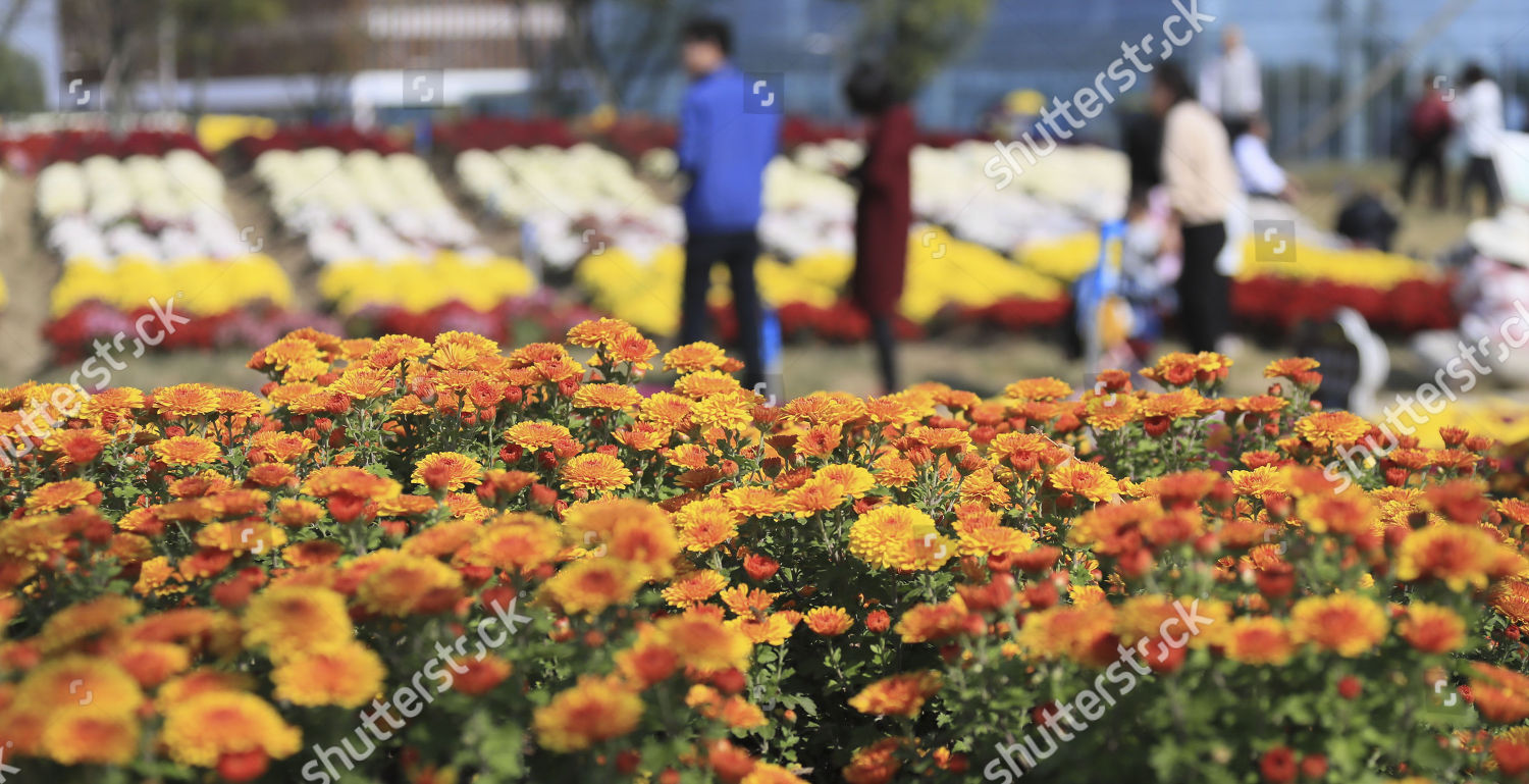 Chrysanthemum Flowers Blossom Baima Lake Forest Park Editorial Stock Photo Stock Image Shutterstock