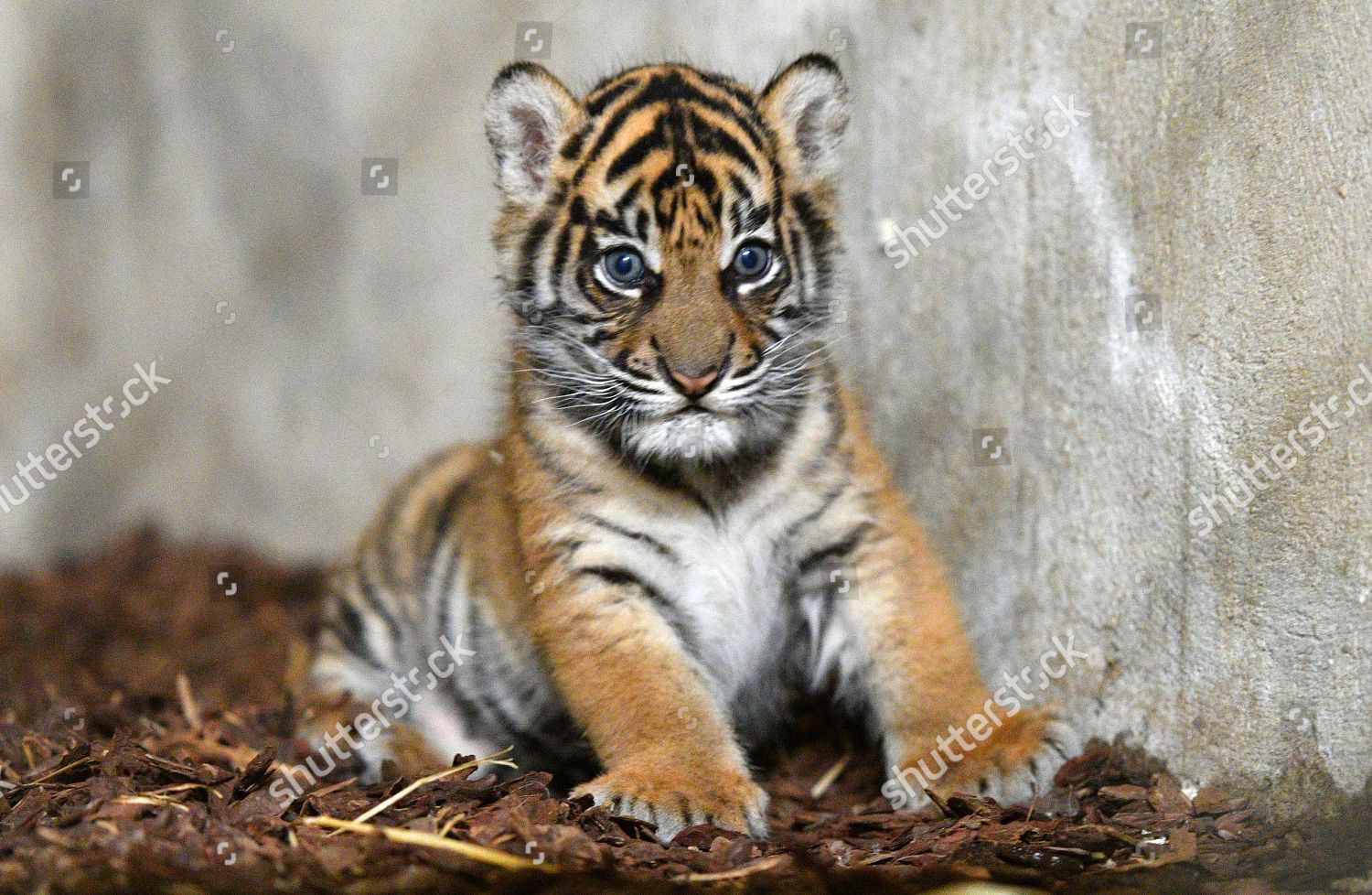 Sumatran Tiger Cub 51017 6 Week Editorial Stock Photo - Stock Image