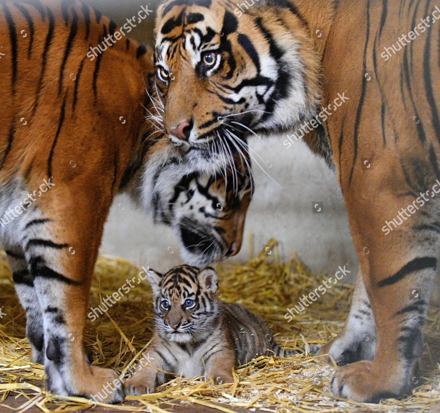Sumatran Tiger Cub 51017 6 Week Editorial Stock Photo - Stock Image