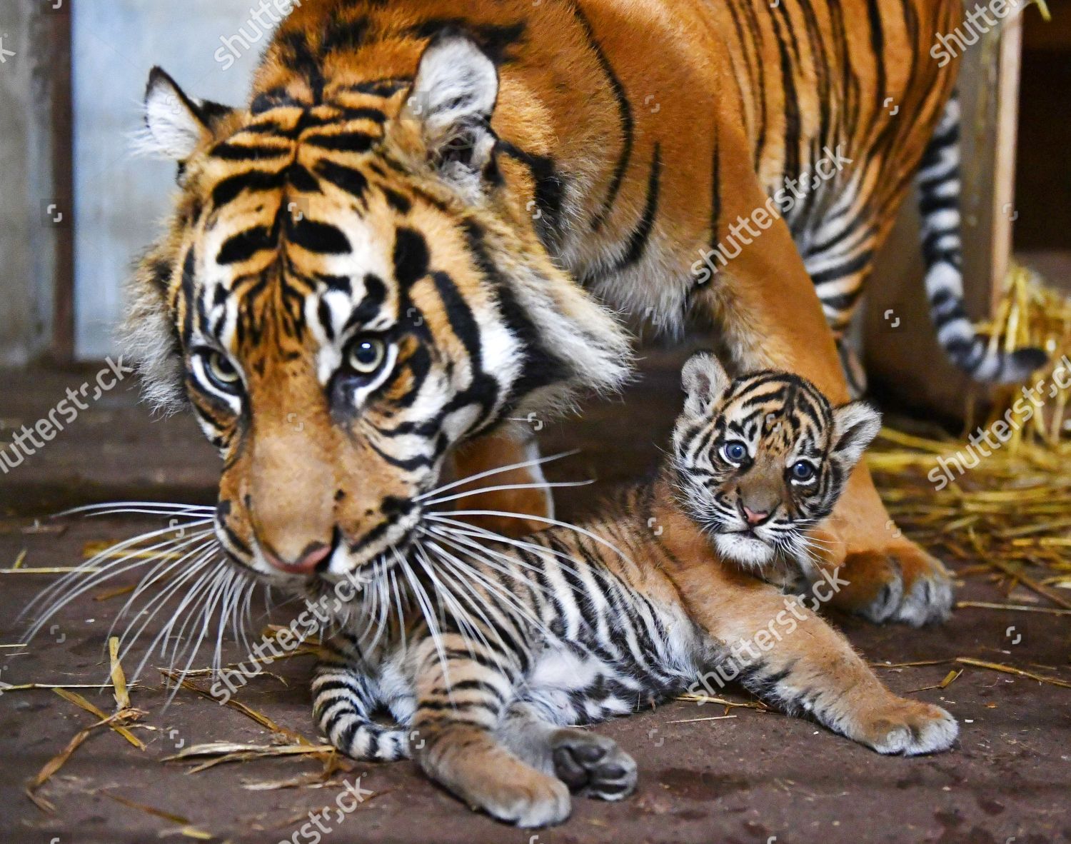 Sumatran Tiger Cub 51017 6 Week Editorial Stock Photo - Stock Image