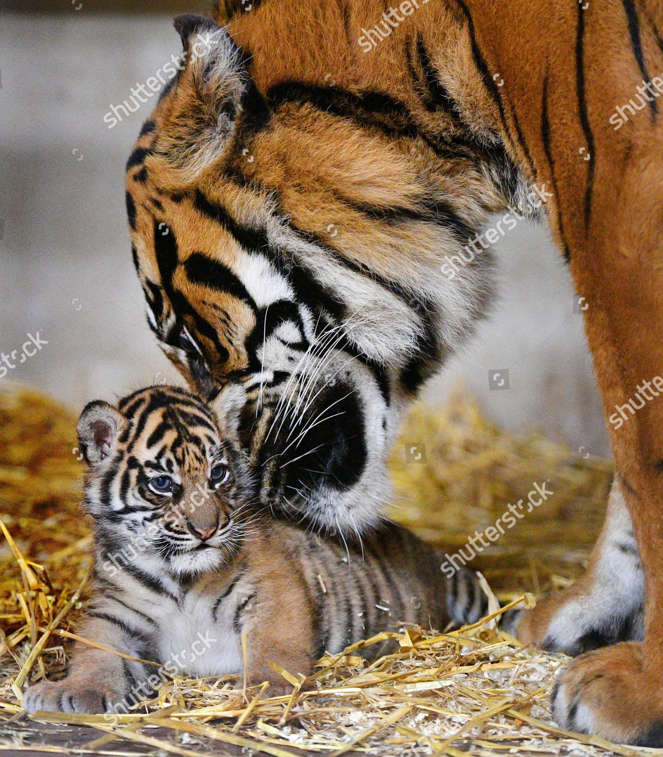 Sumatran Tiger Cub 51017 6 Week Editorial Stock Photo - Stock Image