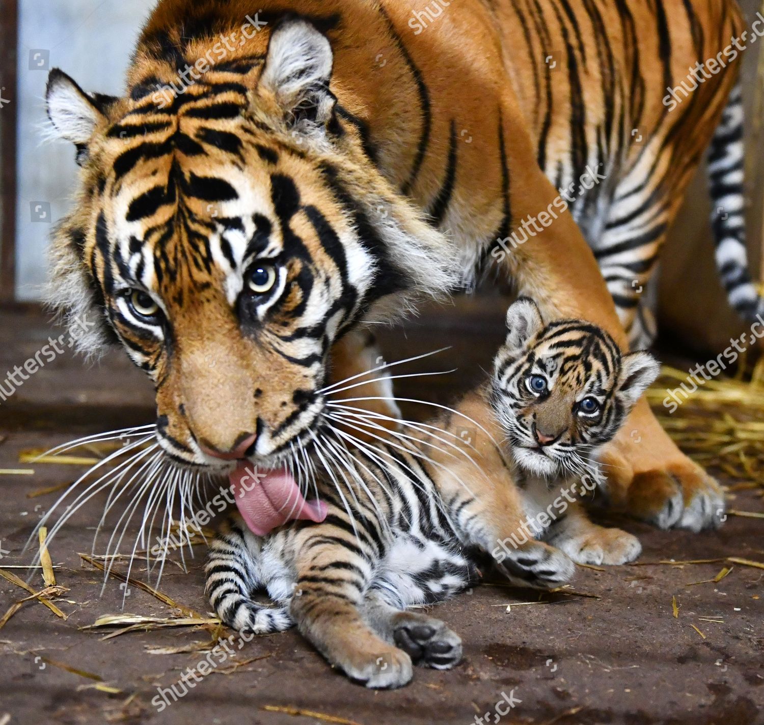 Sumatran Tiger Cub 51017 6 Week Editorial Stock Photo - Stock Image