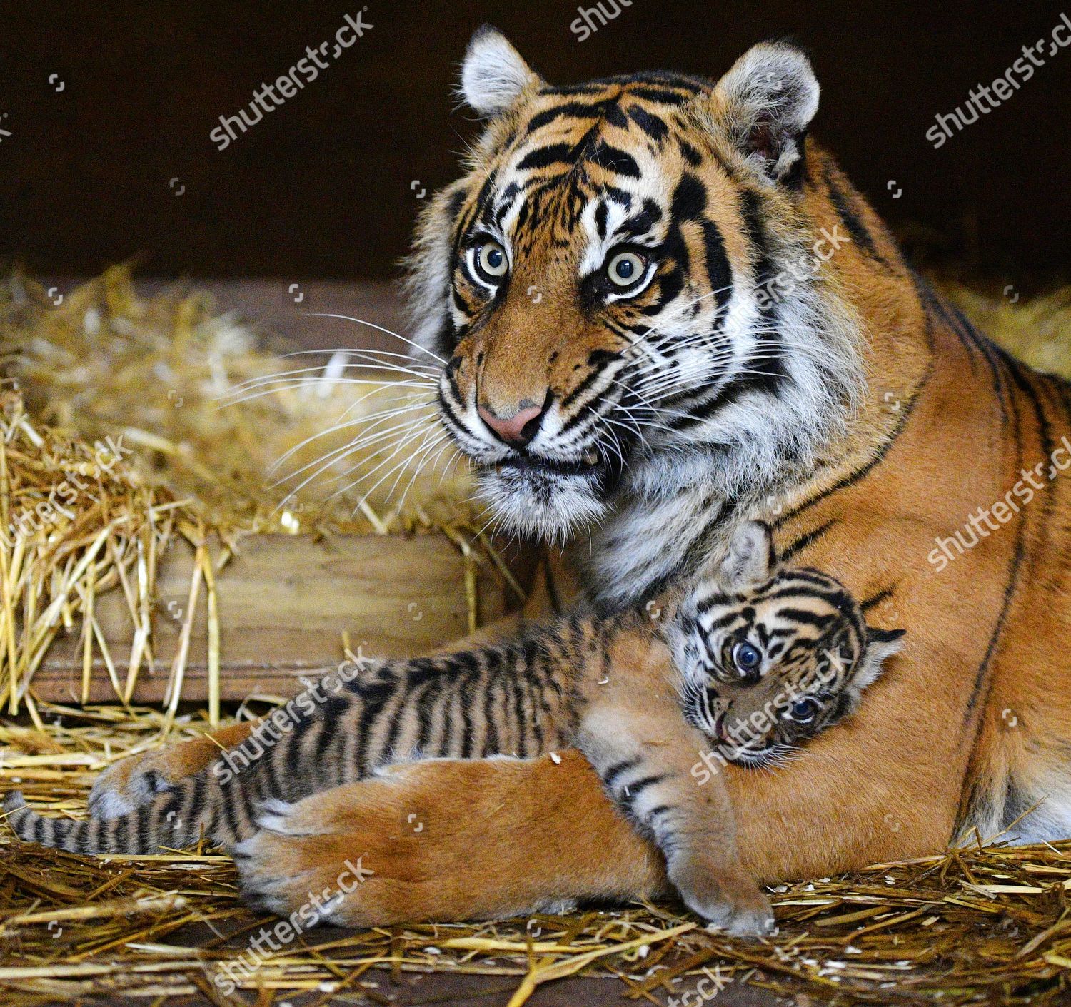 Sumatran Tiger Cub 51017 6 Week Editorial Stock Photo - Stock Image