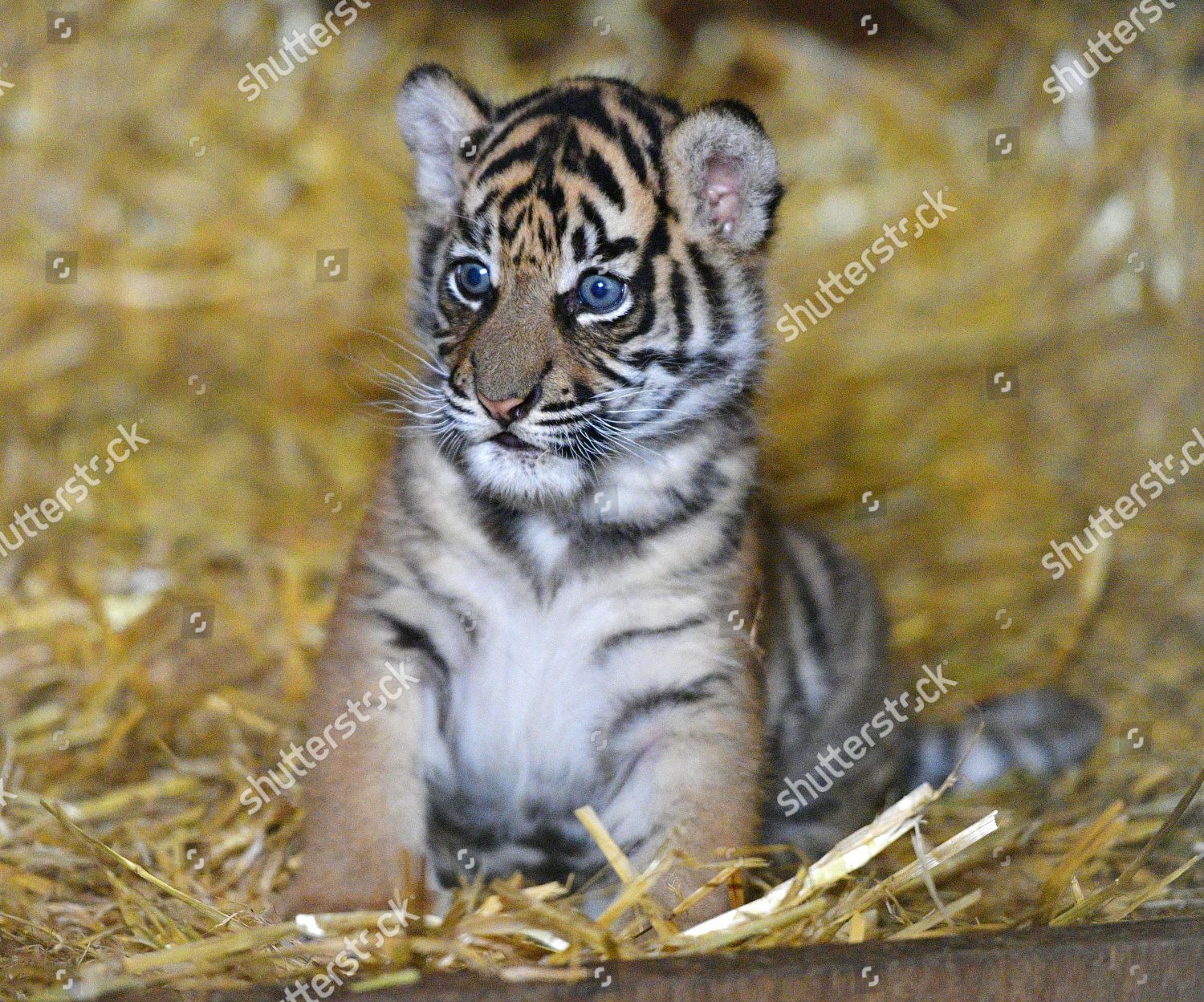 Sumatran Tiger Cub 51017 6 Week Editorial Stock Photo - Stock Image