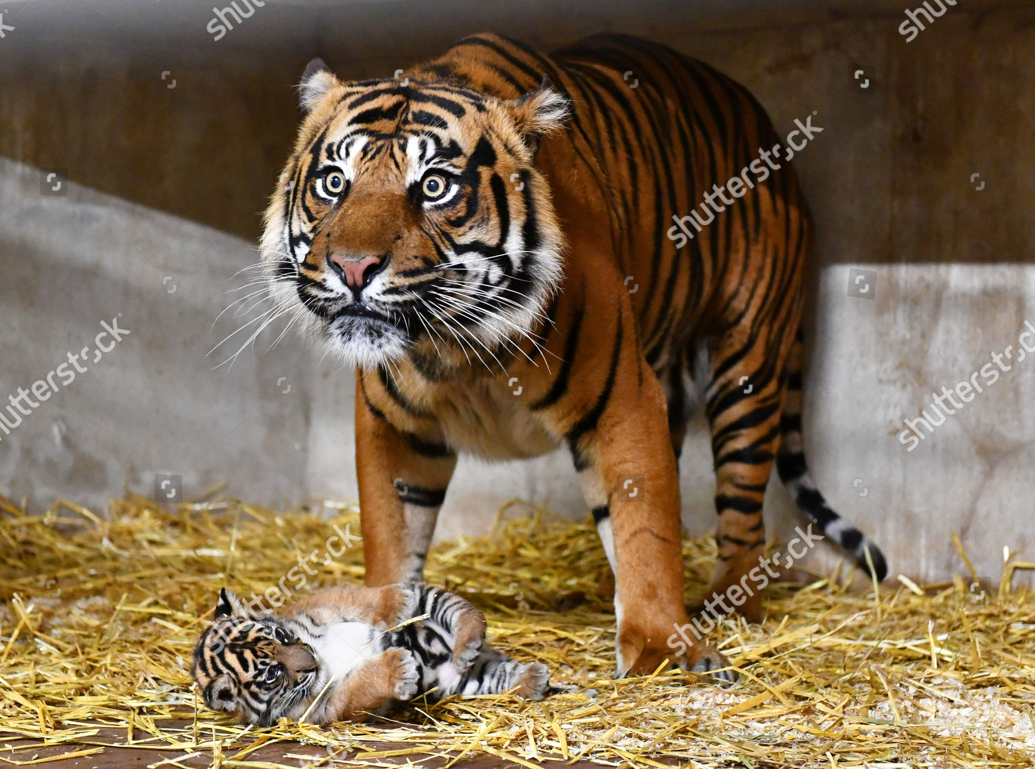 Sumatran Tiger Cub 51017 6 Week Editorial Stock Photo - Stock Image