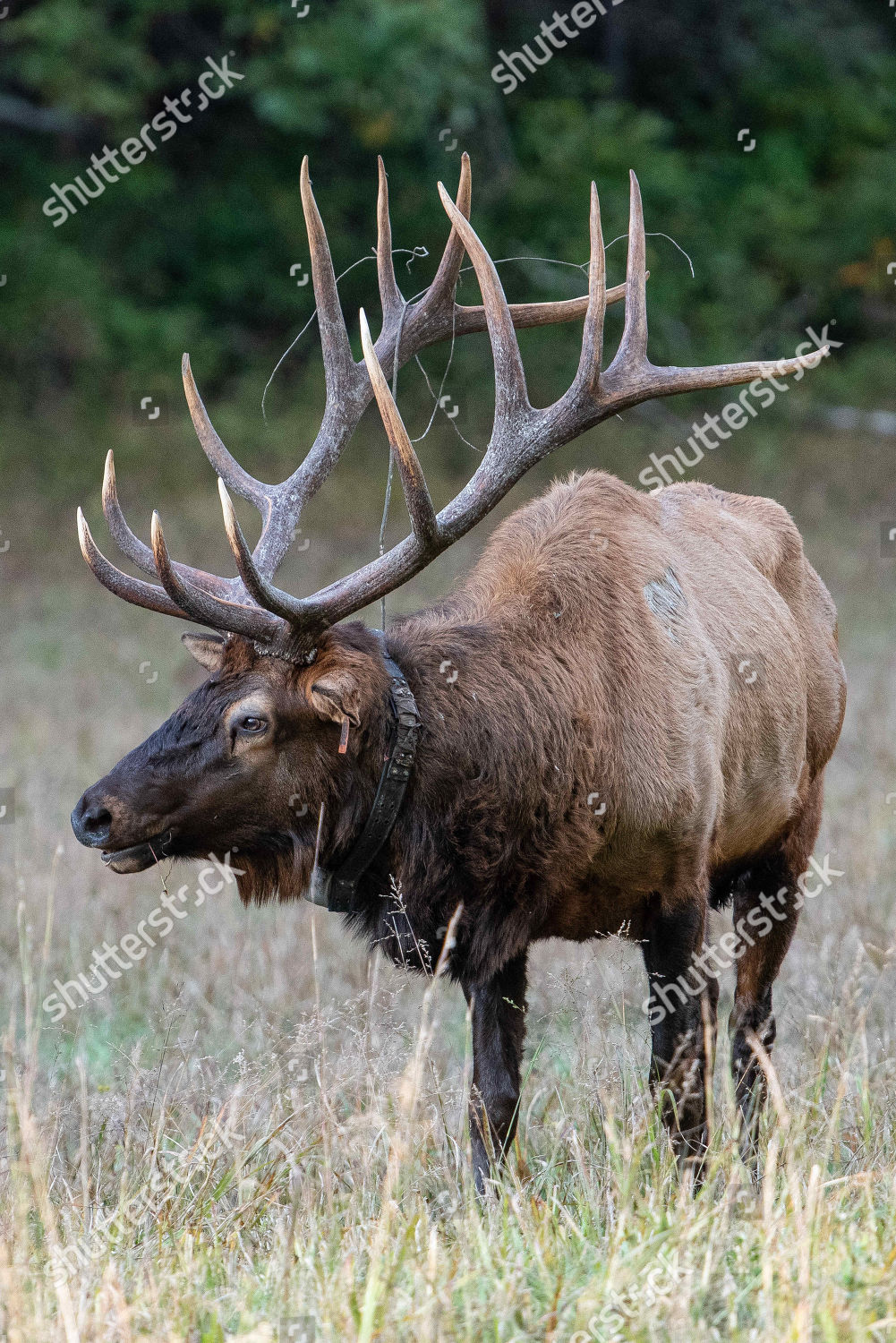 Maggie Valley Nc Us Bull Elk Editorial Stock Photo Stock Image