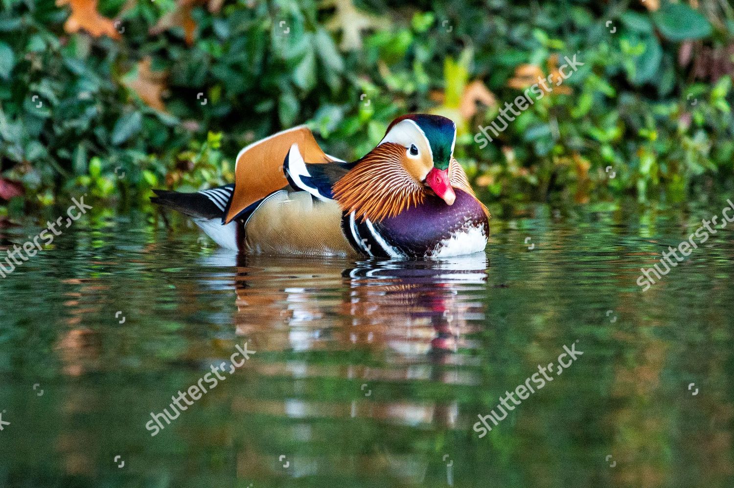 Mandarin Duck spotted Central Parks South Pond Editorial Stock Photo