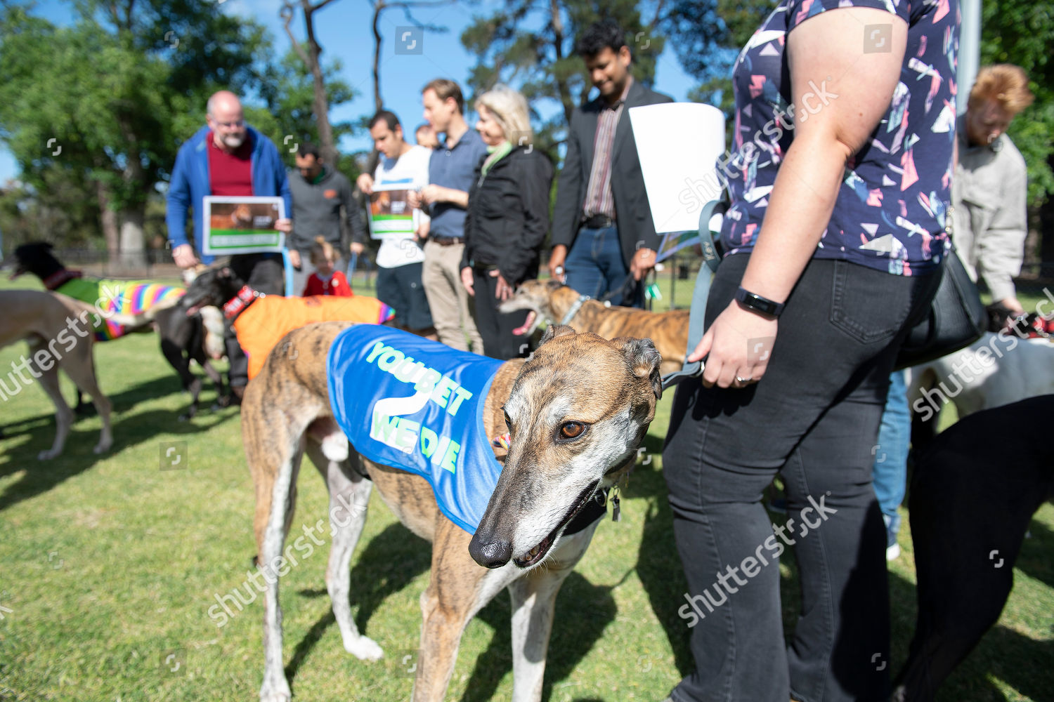 Greyhounds Seen During Rally Calling Ban On Editorial Stock Photo Stock Image Shutterstock