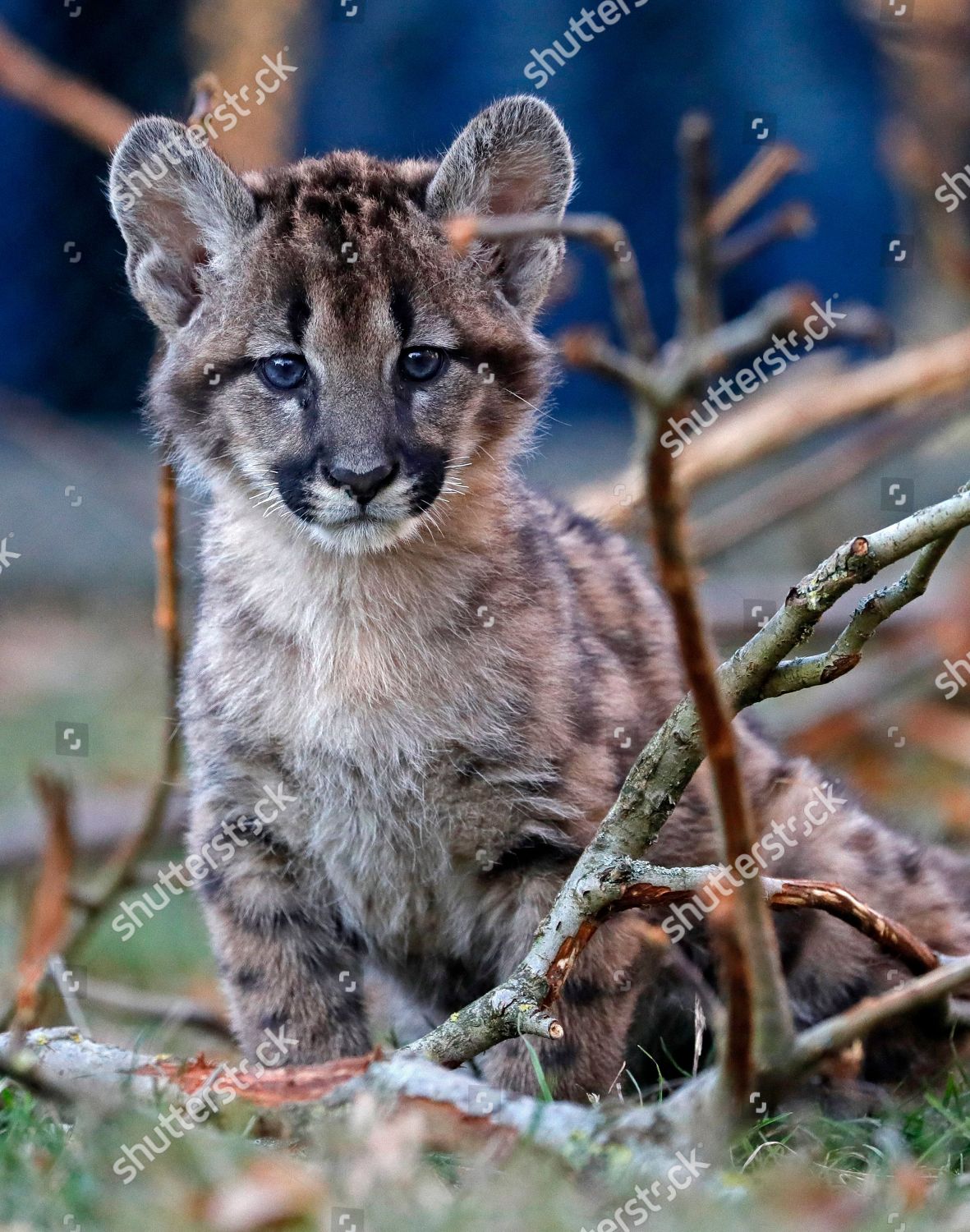 Cougar Puma Concolor Kitten Plays Animal Editorial Stock Photo - Stock  Image | Shutterstock