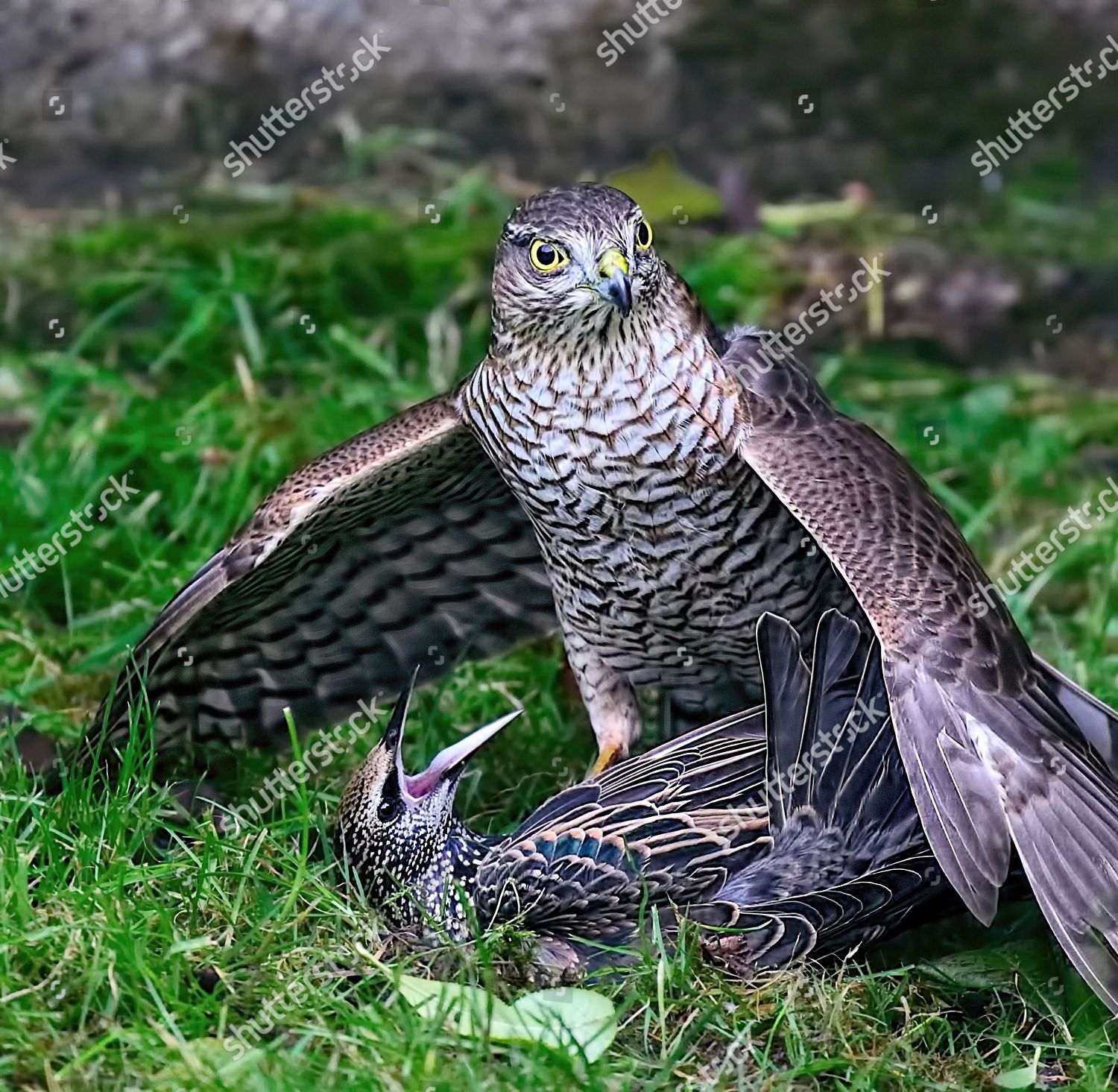 Starling Pinned Ground By Sparrowhawk Editorial Stock Photo - Stock ...