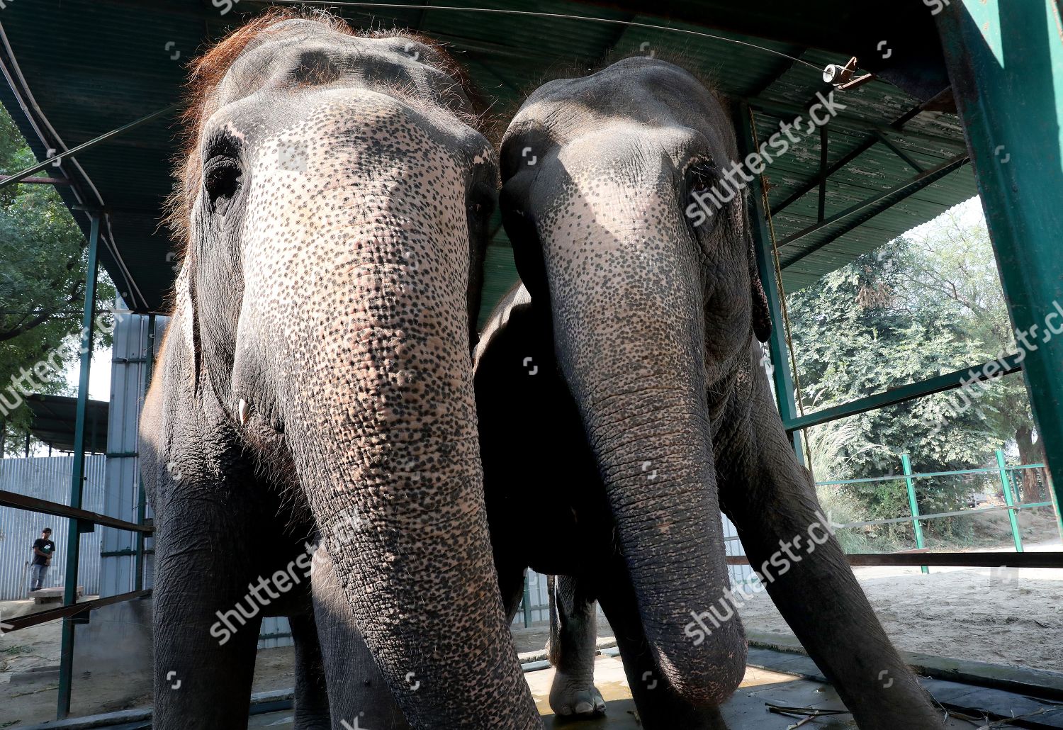 1527 Rescued elephants seen morning Wildlife SOS Editorial ...