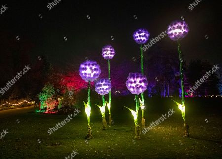 Rhs Garden Wisley Christmas Glow Surrey Stockfotos Exklusiv
