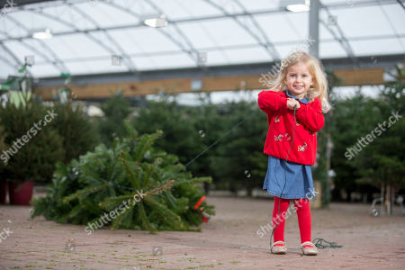 Christmas Trees Dobbies Garden Centre Edinburgh Stockfotos