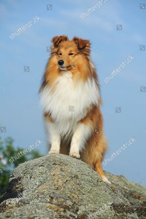 Herding Dog Stock Pictures Editorial Images And Stock Photos