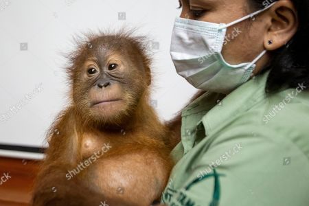 Man Arrested Trying Smuggle Orangutan Russia Bali Fotos De Stock Exclusivo Shutterstock