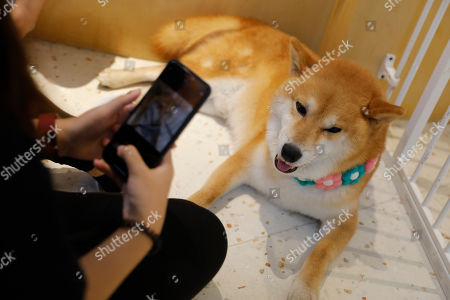 Shiba Stock Pictures Editorial Images And Stock Photos