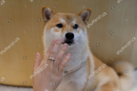 Shiba Inu Stock Pictures Editorial Images And Stock Photos