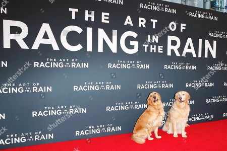 The Art Racing Rain Film Premiere Arrivals Stock Photos Exclusive