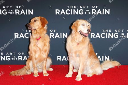 The Art Racing Rain Film Premiere Arrivals Stock Photos Exclusive