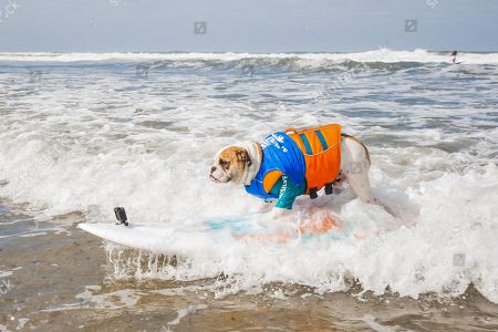 Surf Dog Surfathon Del Mar North Beach Stock Photos