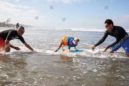 Surf Dog Surfathon Del Mar North Beach Stock Photos