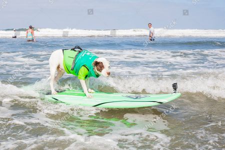 Surf Dog Surfathon Del Mar North Beach Stock Photos