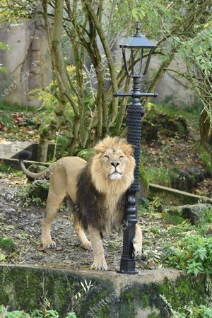 Photos De Stock De The Lion Witch Lamp Post Photocall London Exclusives Shutterstock