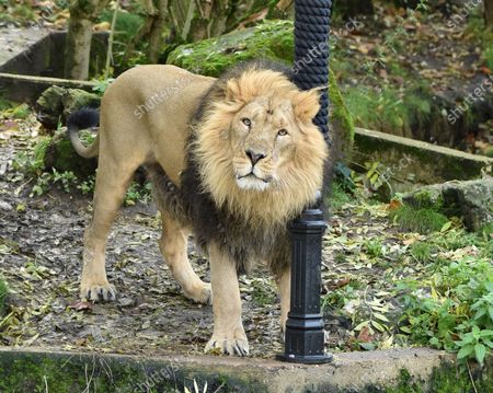 The Lion Witch Lamp Post Photocall London Stock Photos Exclusive