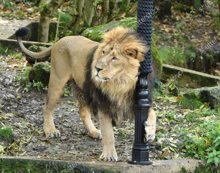 The Lion Witch Lamp Post Photocall London Stock Photos Exclusive