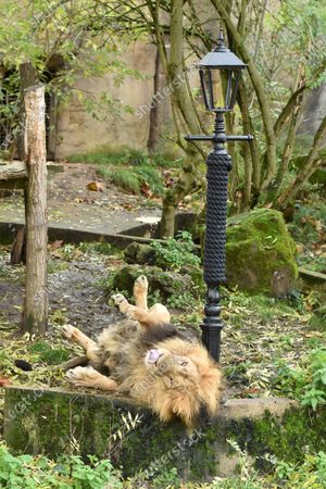 Photos De Stock De The Lion Witch Lamp Post Photocall London Exclusives Shutterstock