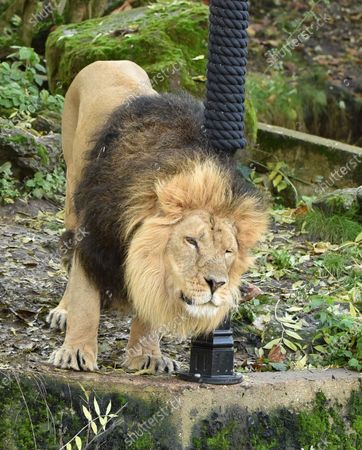 The Lion Witch Lamp Post Photocall London Stock Photos Exclusive