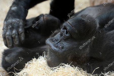 Gorillas Prague Zoo Stockfotos Exklusiv Shutterstock