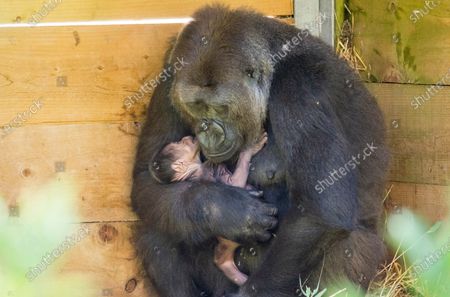 Mothers Stockbilder Redaktionella Bilder Och Stockfoton Shutterstock