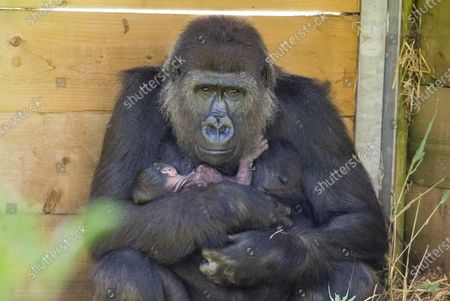 Mothers Stockbilder Redaktionella Bilder Och Stockfoton Shutterstock