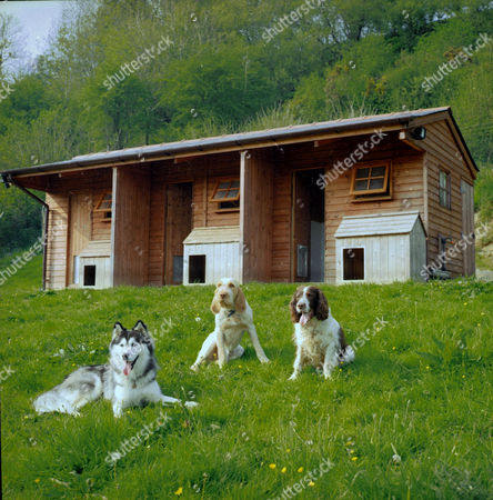 top house dogs