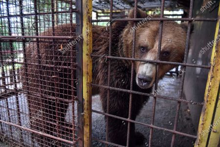 teddy bear zoo cage