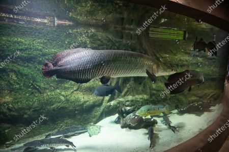 Stock Fotografie Redakcni Snimky A Stock Obrazky Na Tema Arapaima Shutterstock