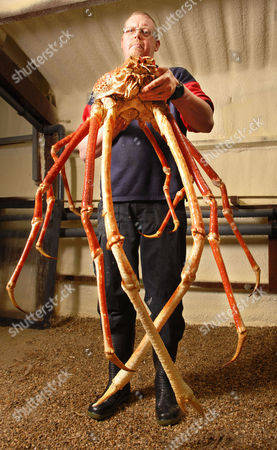 Derek Scales Sealife Tropical Curator Crabzilla Giant Editorial Stock Photo Stock Image Shutterstock