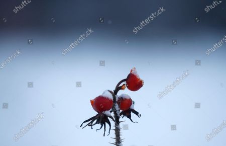 Rose Hip Stock Pictures Editorial Images And Stock Photos Shutterstock