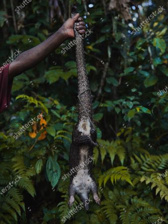 Pangolin Stock Pictures Editorial Images And Stock Photos Shutterstock