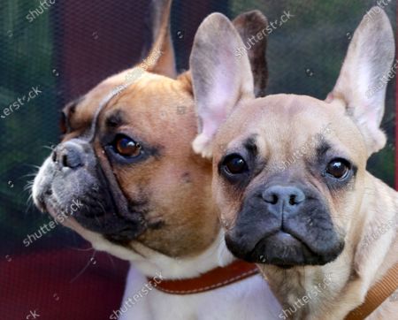 French Bulldog Stock Pictures Editorial Images And Stock Photos Shutterstock