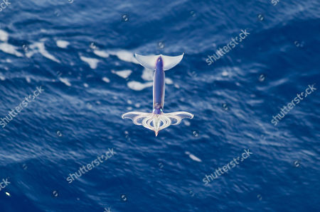 Летающий кальмар реактивное движение. Аргентинский кальмар - illex argentinus. Летучий кальмар днд. Todarodes pacificus. Летучий кальмар.