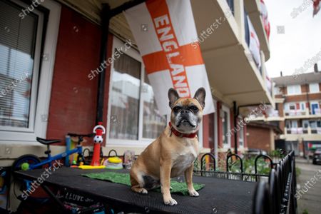 French Bulldog Stock Pictures Editorial Images And Stock Photos Shutterstock