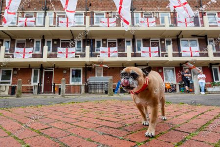 French Bulldog Stock Pictures Editorial Images And Stock Photos Shutterstock