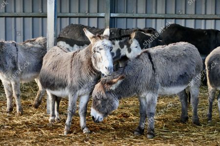 Donkey cumshot