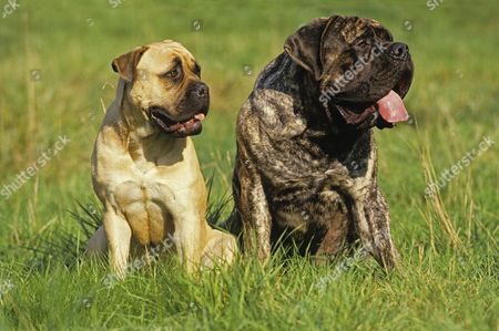 Mastiff Bullmastiff Dogs Male Female Sitting On のエディトリアルストック写真 ストック画像 Shutterstock