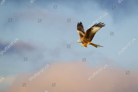 Red Kite Flying Editorial Stock Photo Stock Image