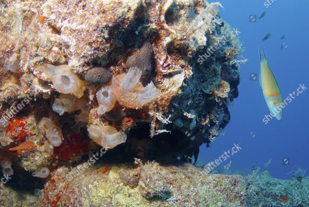 Sea Squirts Stock Pictures Editorial Images And Stock Photos